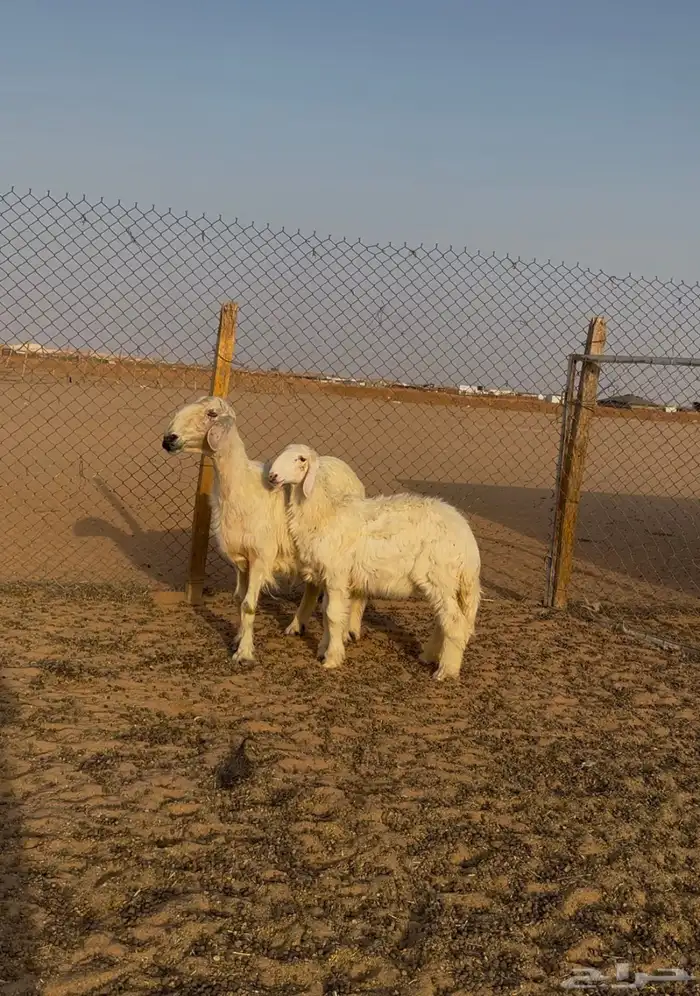 نجديه متبع 1