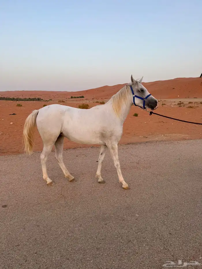 مهره شيخه ومزيونه ولقاح 0