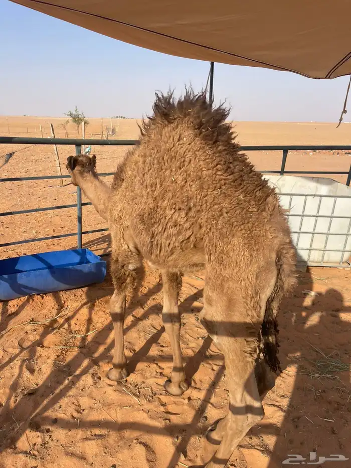 قعود 0