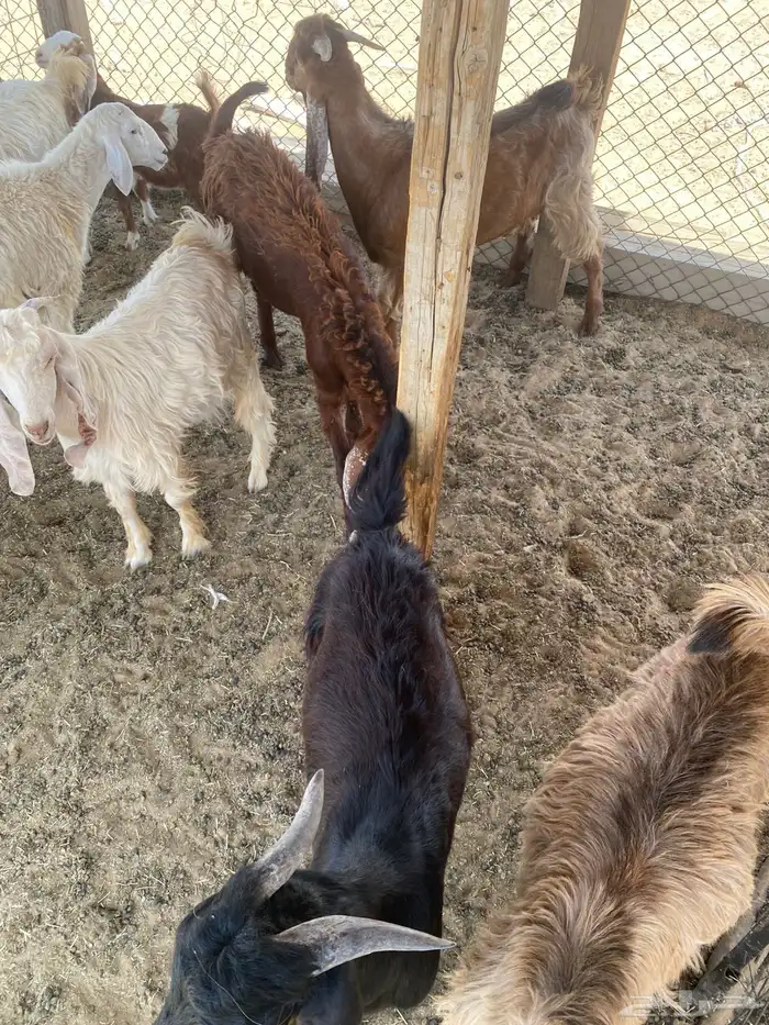 للبيع عنز معها جفره وتيوس 2