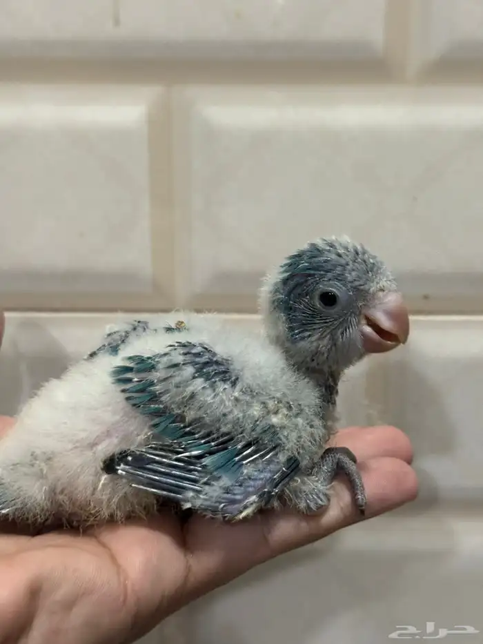 فرخ غر كويكر ازرق تم البيع 0