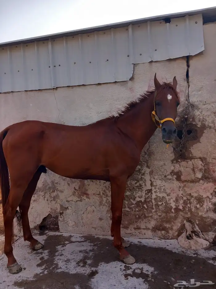 حصان عربي نسب قوي 1