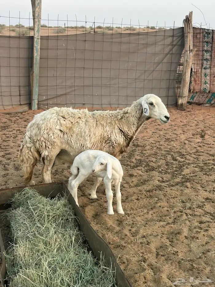 حريه تتبعها رخل 1