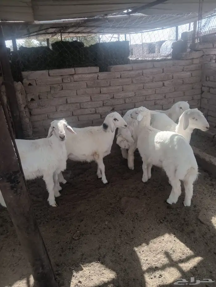 طليان 0