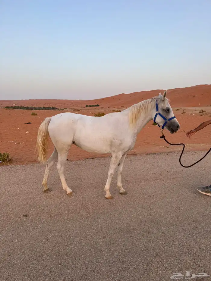 مهره شيخه ومزيونه ولقاح 1