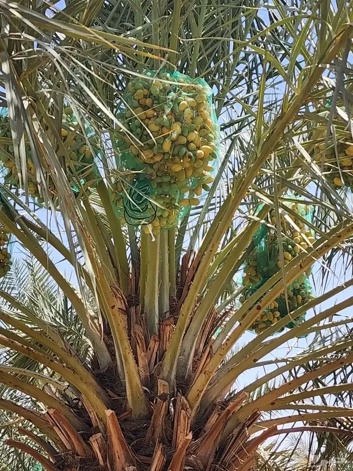 رطب اخلاص البيع جاهز للخرف 3