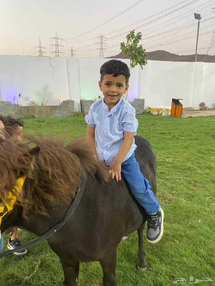 مربط ثراء إيواء خيل تدريب ع ركوب خيل حصان فرس عسف خيل 2