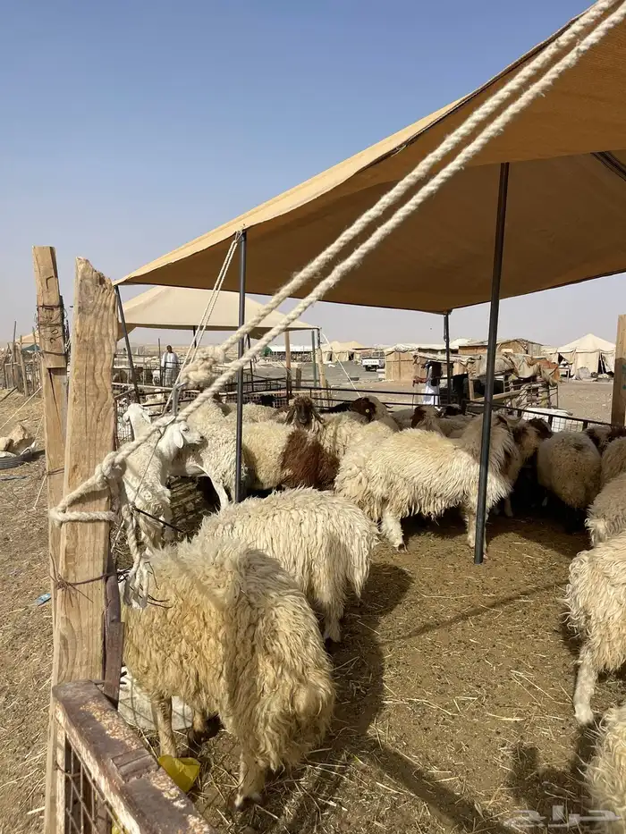 نعيمي وحري وسواكن 9