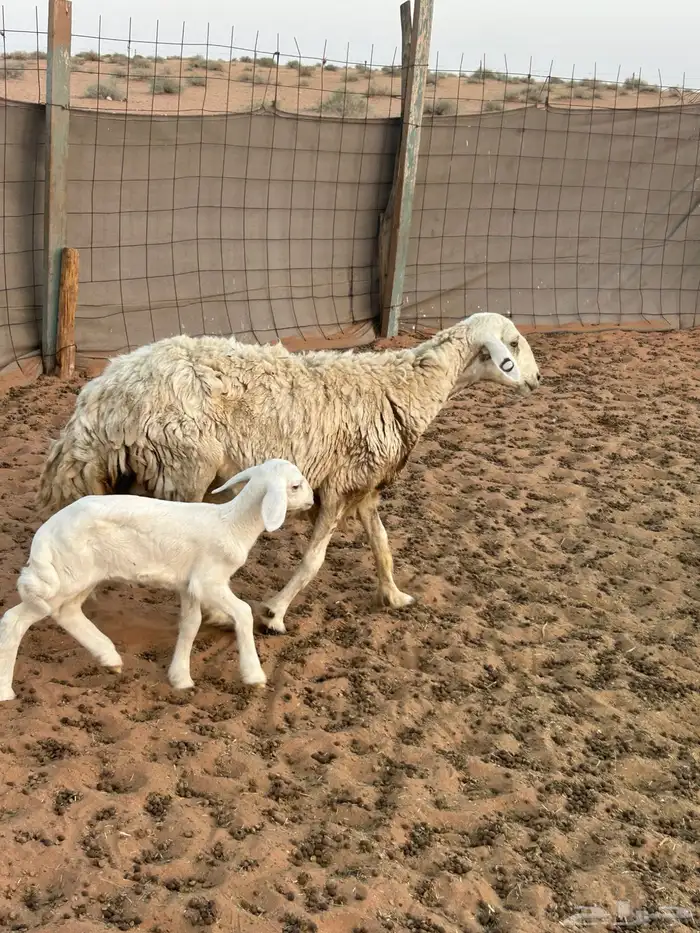 حريه تتبعها رخل 2