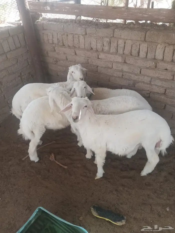 طليان 1