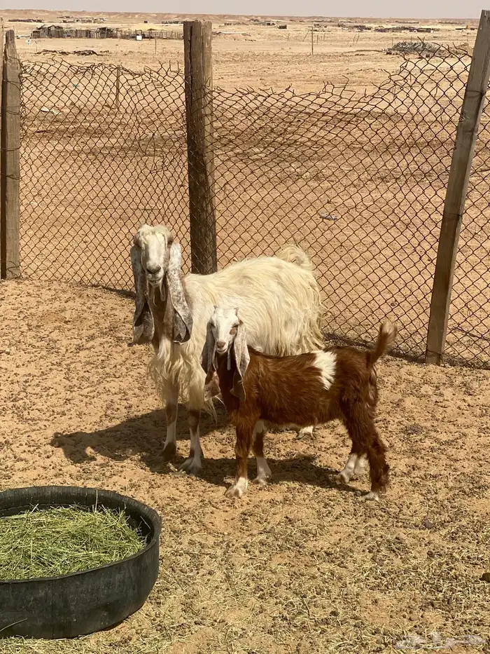 للبيع عنز معها جفره وتيوس 6