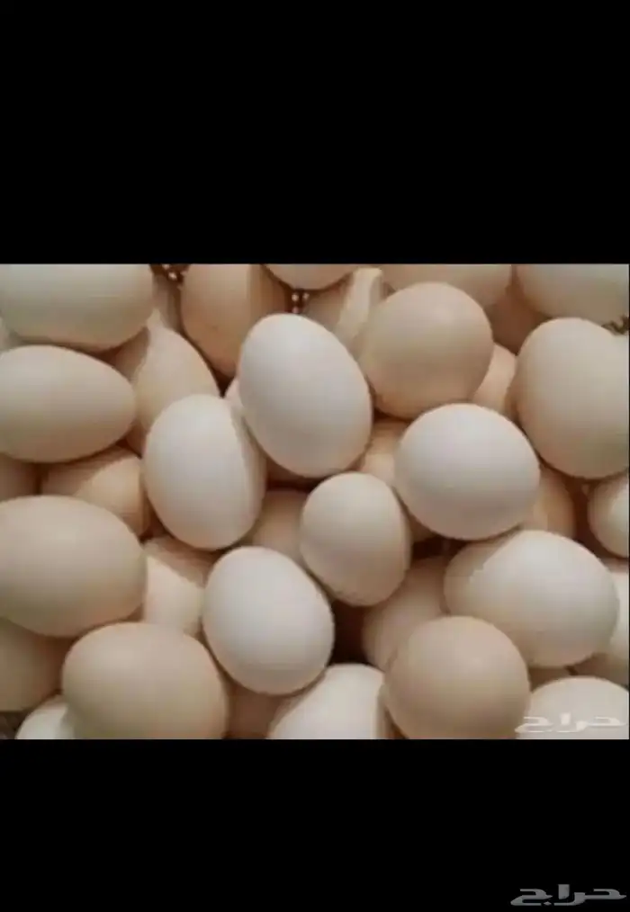بيض بلدي 0