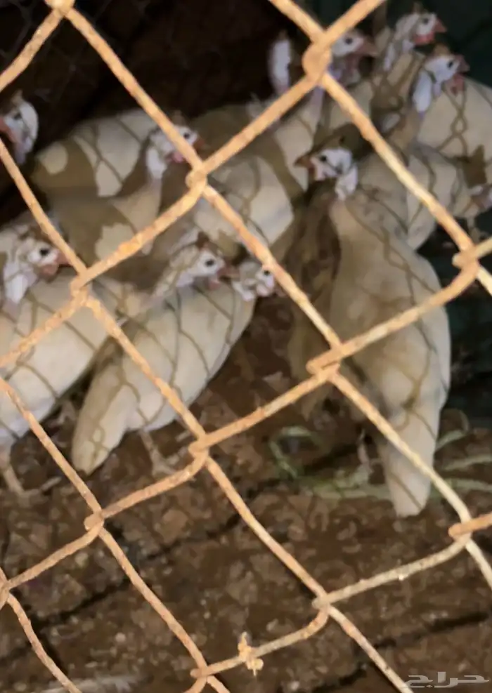 دجاج حبش اللون ابيض  مع ذكور العدد 13 0
