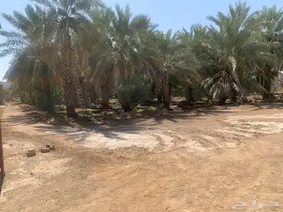 بمدينة رسولنا الأمين مزرعةجميلة للبيع مع إسطبل وبعدة مميزات 2