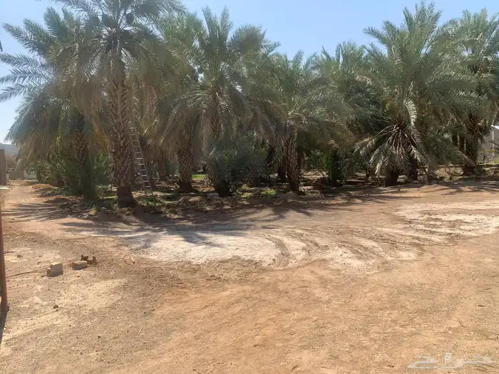 بمدينة رسولنا الأمين مزرعةجميلة للبيع مع إسطبل وبعدة مميزات 2