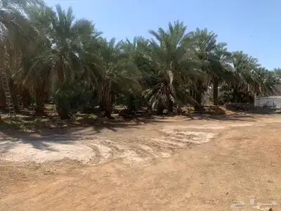 بمدينة رسولنا الأمين مزرعةجميلة للبيع مع إسطبل وبعدة مميزات 0