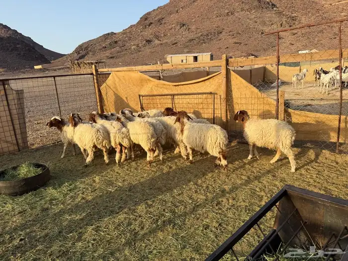 طليان ورخال نعيم 0