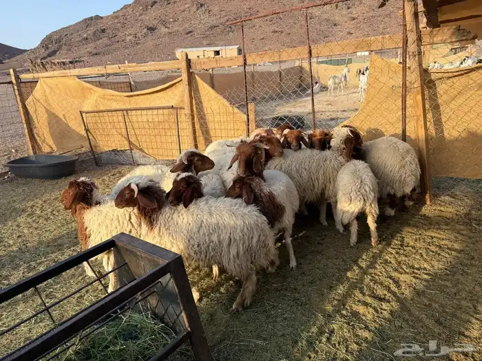 طليان ورخال نعيم 2