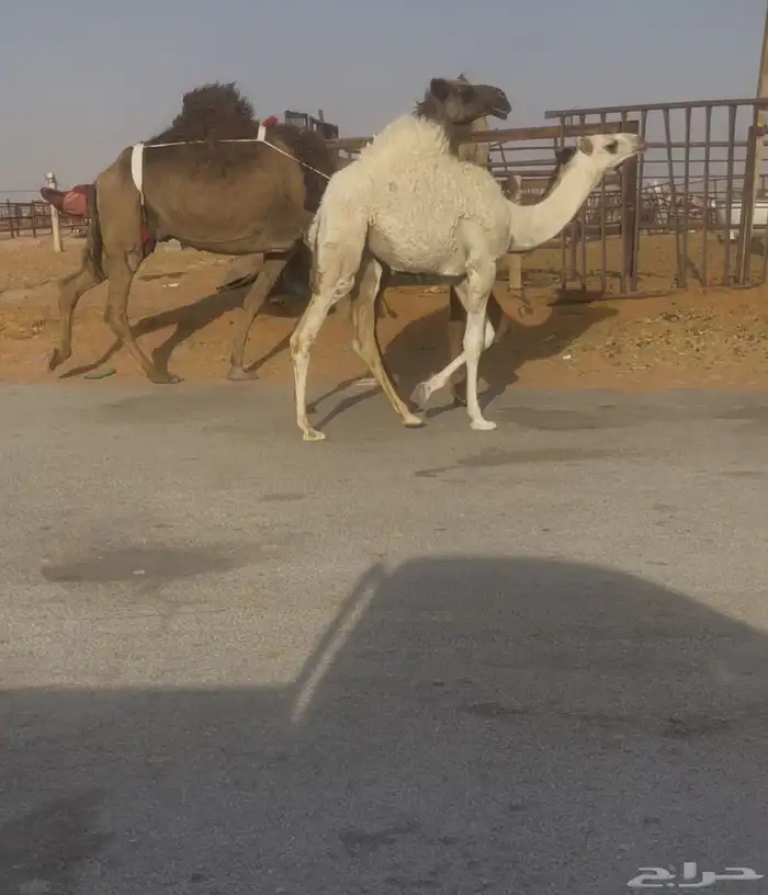 ناقه خلفه طيبه حدرها بكره وضحاء رمانيه 1
