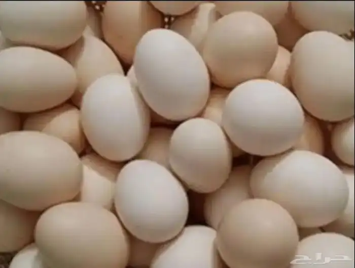 مطلوب بيض بلدي او فيومي مخصب للفقاسات 0