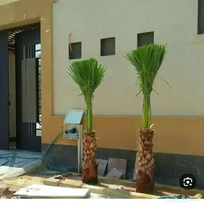 قسم النخيل والشجر ونباتات حديثة 1