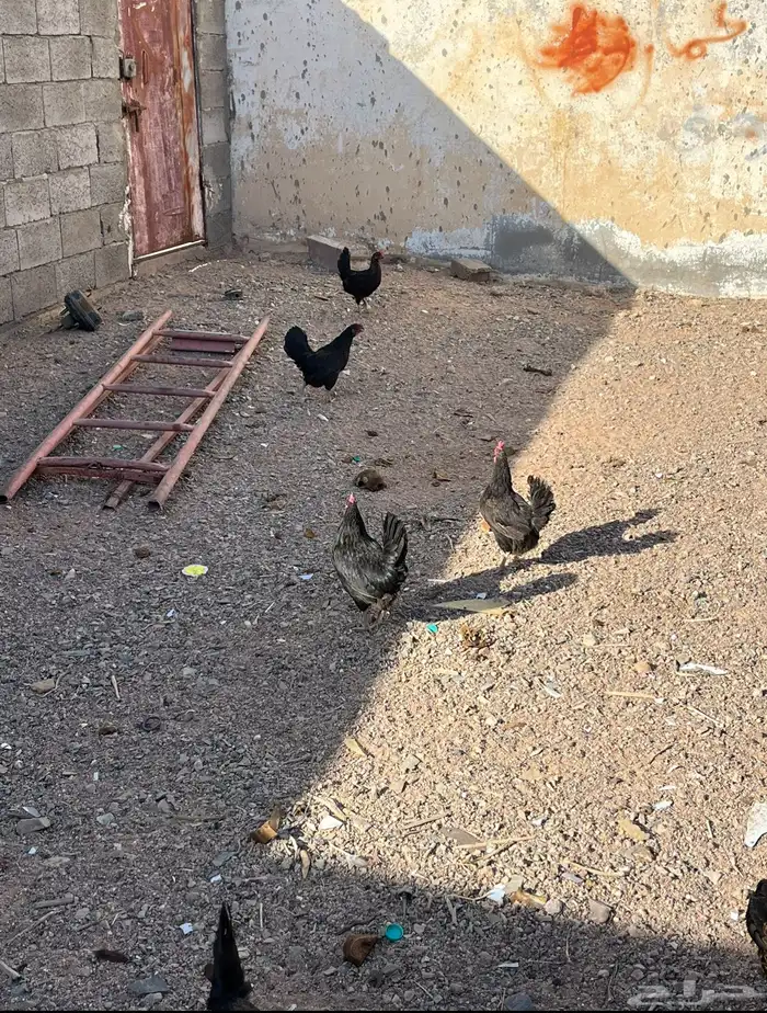 دجاج بلدي شرط 2