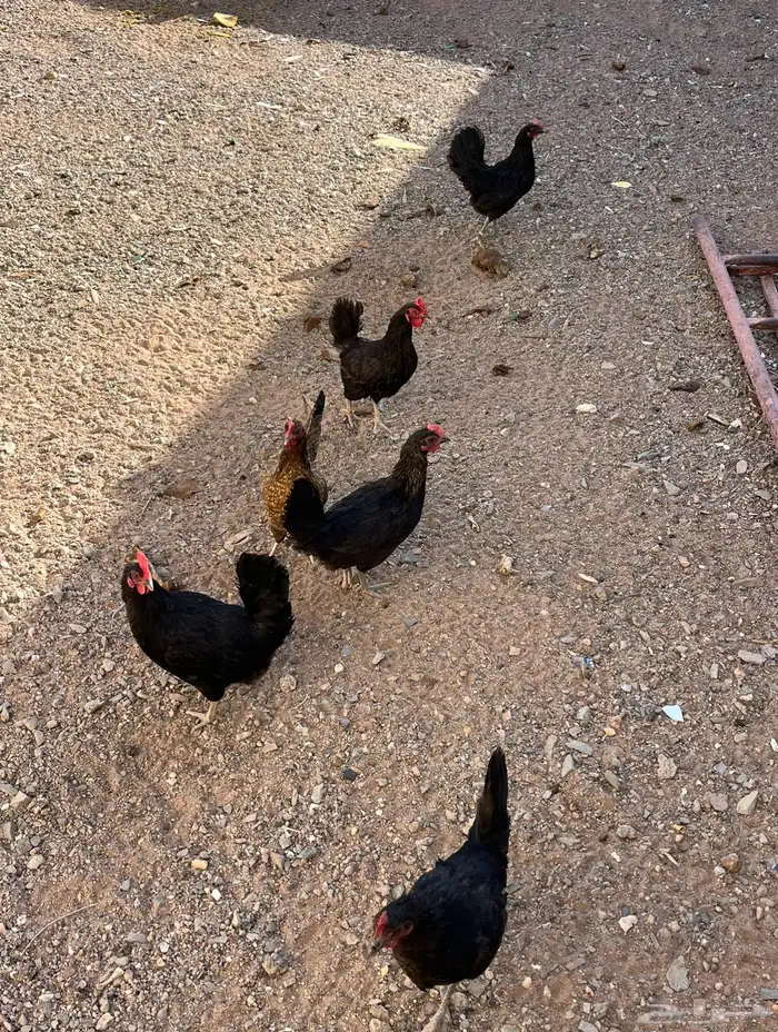 دجاج بلدي شرط 1
