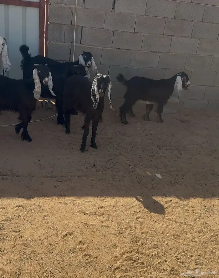 جفار 0
