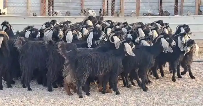 مراح معزا عوارض شبب 67 بفحولها 2