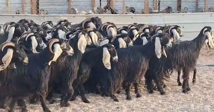 مراح معزا عوارض شبب 67 بفحولها 1