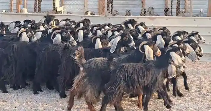 مراح معزا عوارض شبب 67 بفحولها 3