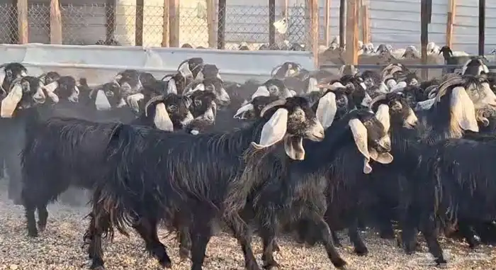 مراح معزا عوارض شبب 67 بفحولها 0