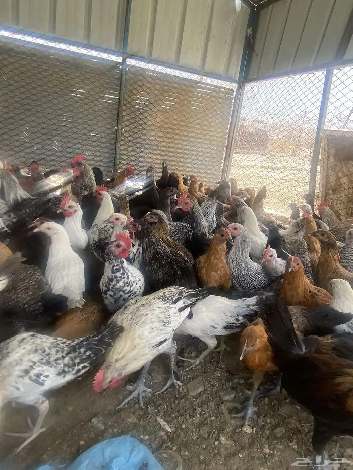 تم البيع الله يباركلك لرعيها 3