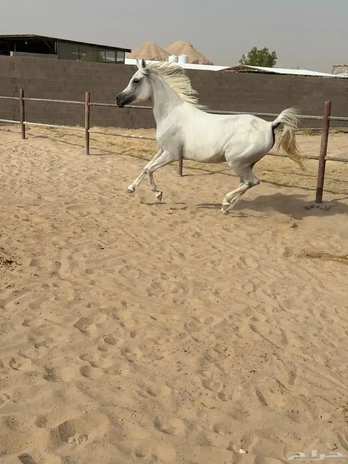 فرس مصريه بيور 5