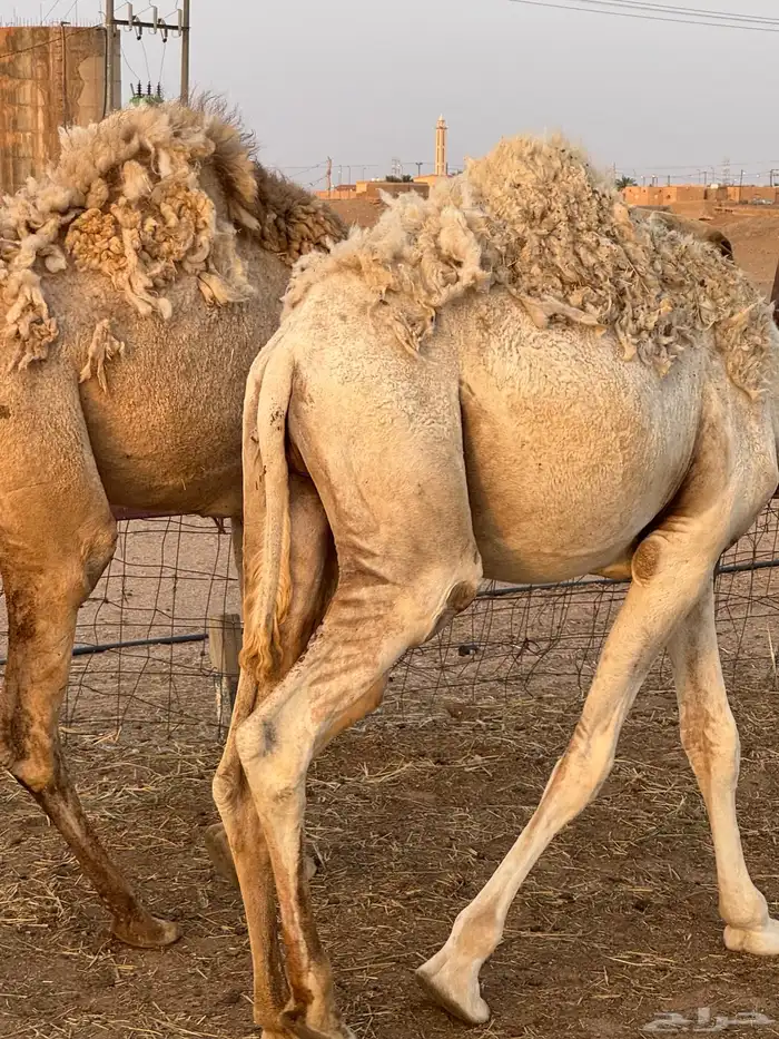 حشو طيبه للبيع 6