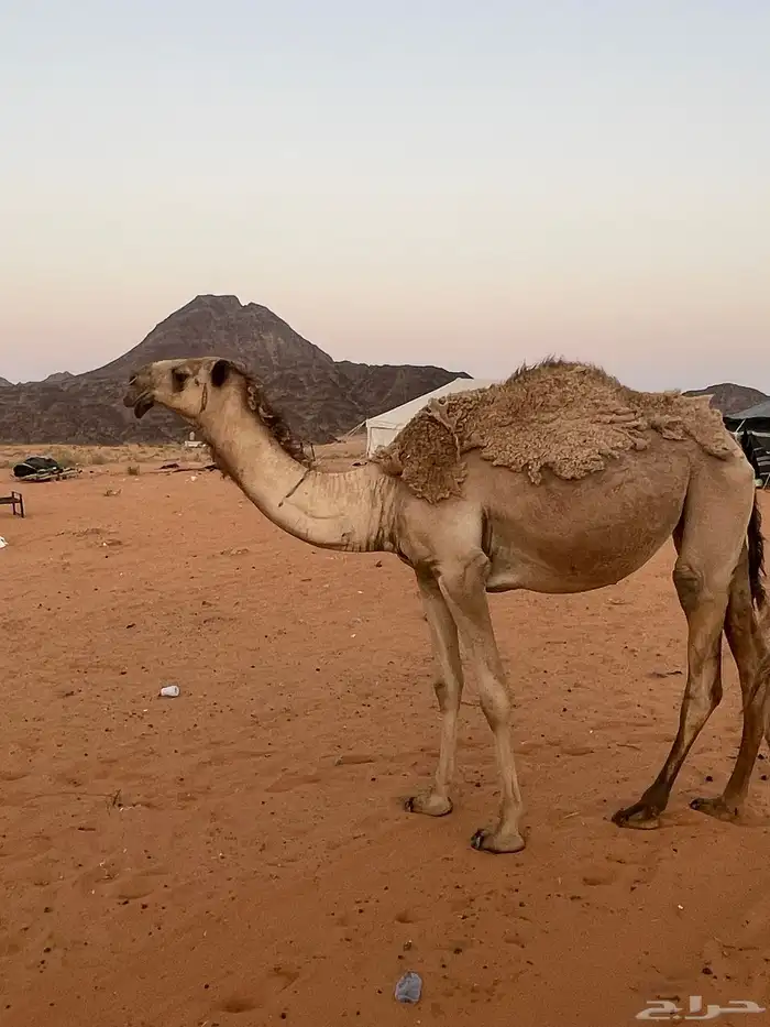 للبيع نياق اقبل معاريض 5