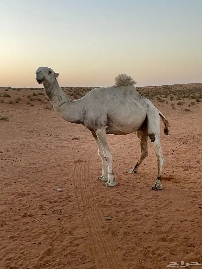 للبيع نياق اقبل معاريض 6