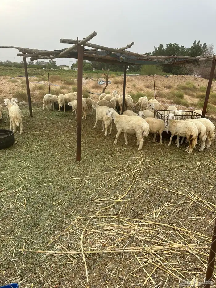 طليان ورخال 3