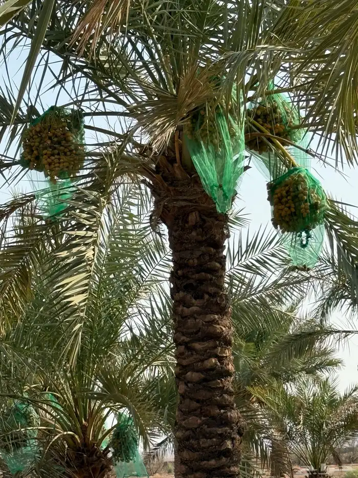 تمر طيب للبيع التمور منوع 1