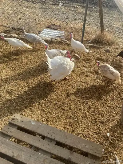 دجاج رومي 1