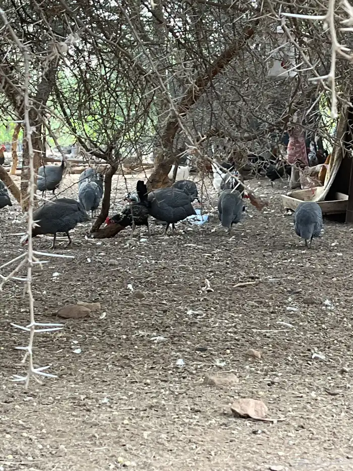دجاج حبش 1