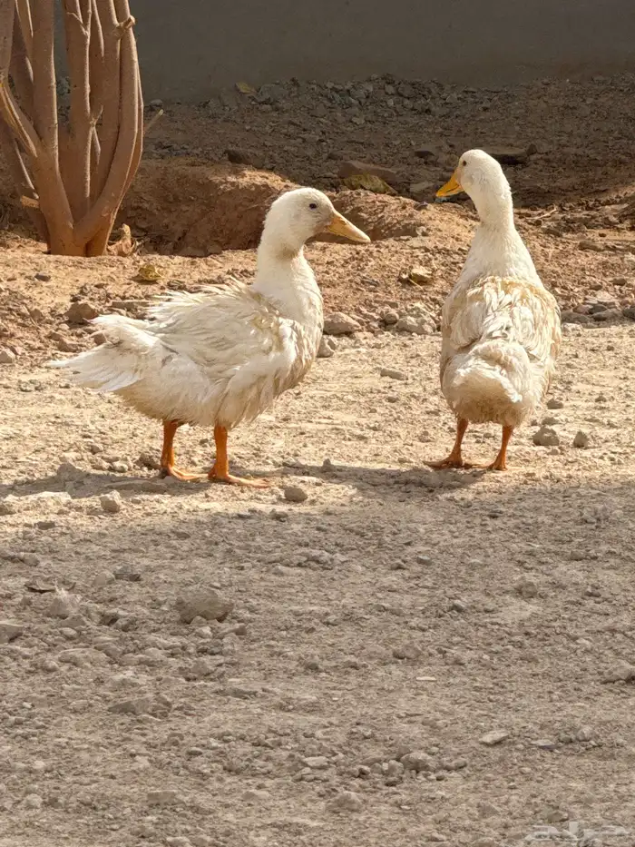 بطنين 2