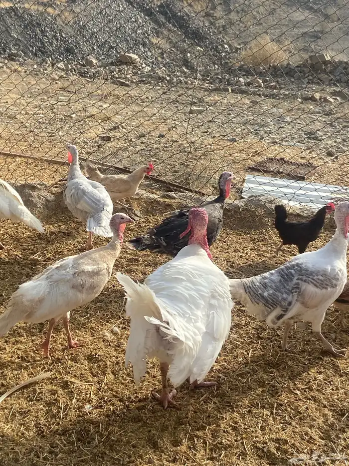 دجاج رومي 5
