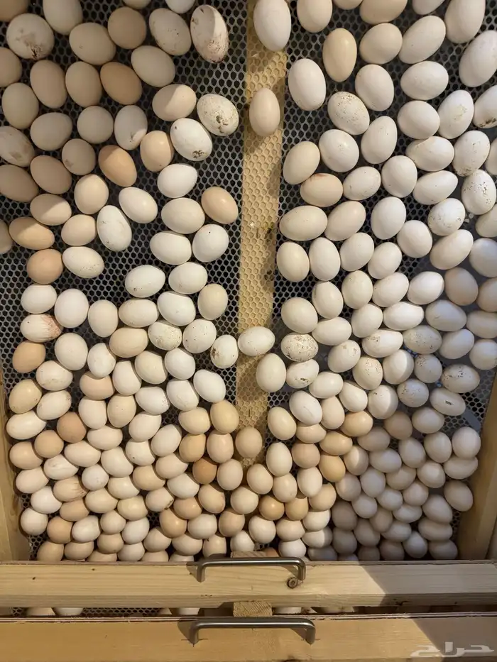 بيض بلدي مخصب 5