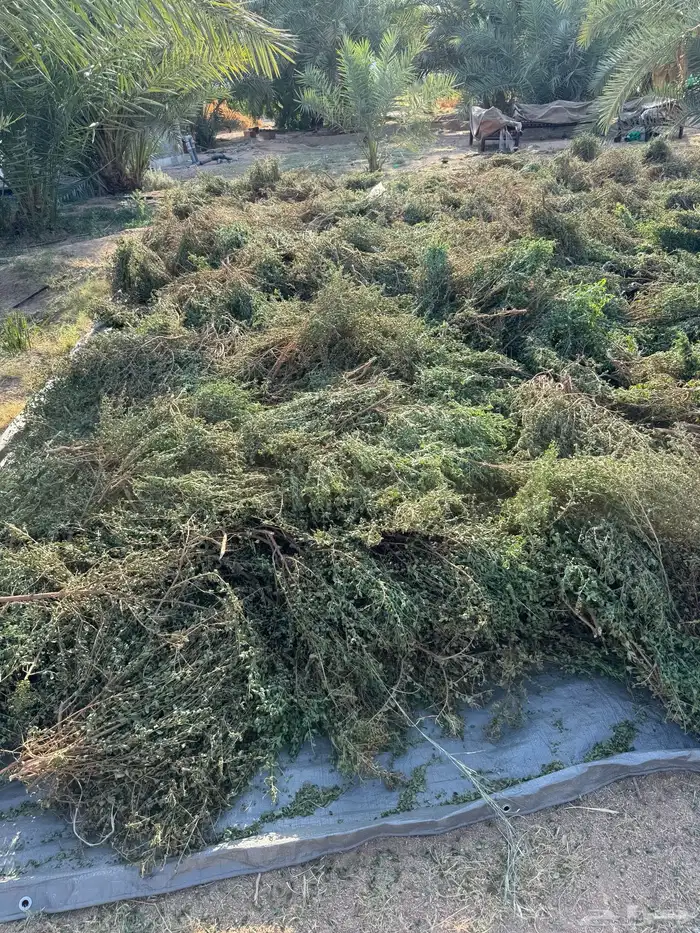 حنى عضوي ورق صافي 2