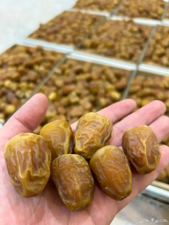 جلكسي فاخر حبة وسط 1