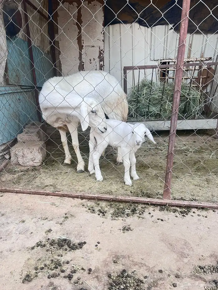 شاه وعليها رخل 0