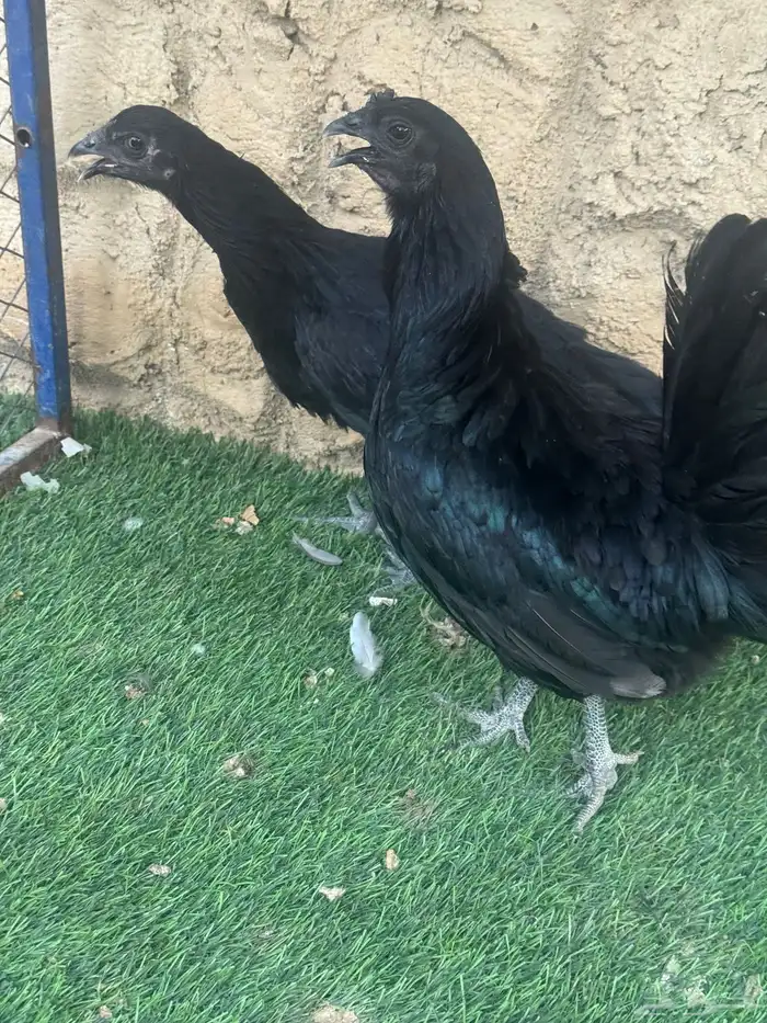 يوجد دجاج سومطرا للبيع 1