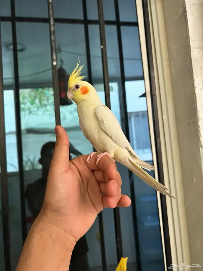 ذكر كروان اليف و هدد نشبهه و متكلم 3