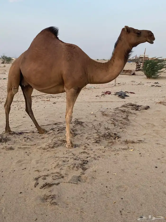لقحه دهماء((تم البيع)) 1